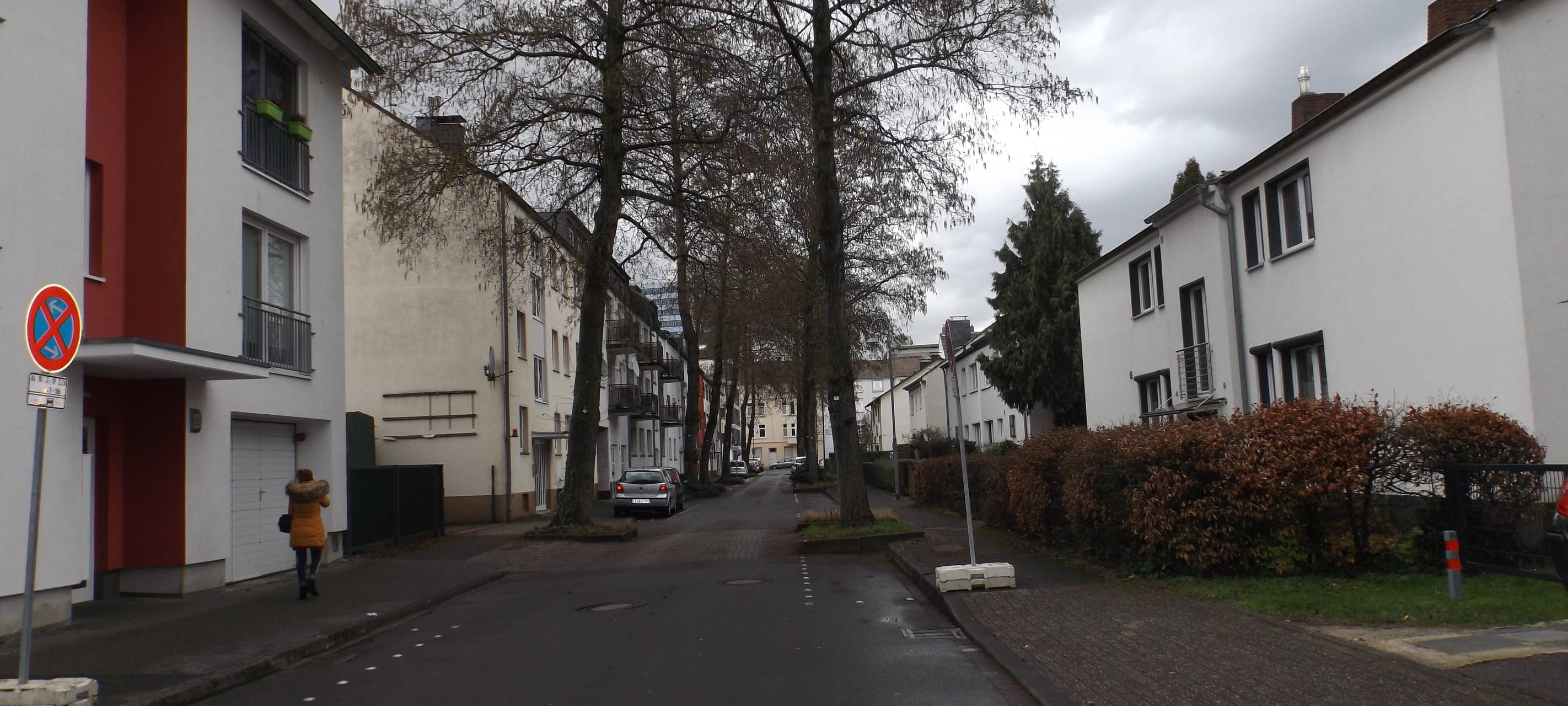 Stadt ersetzt alte Bäume