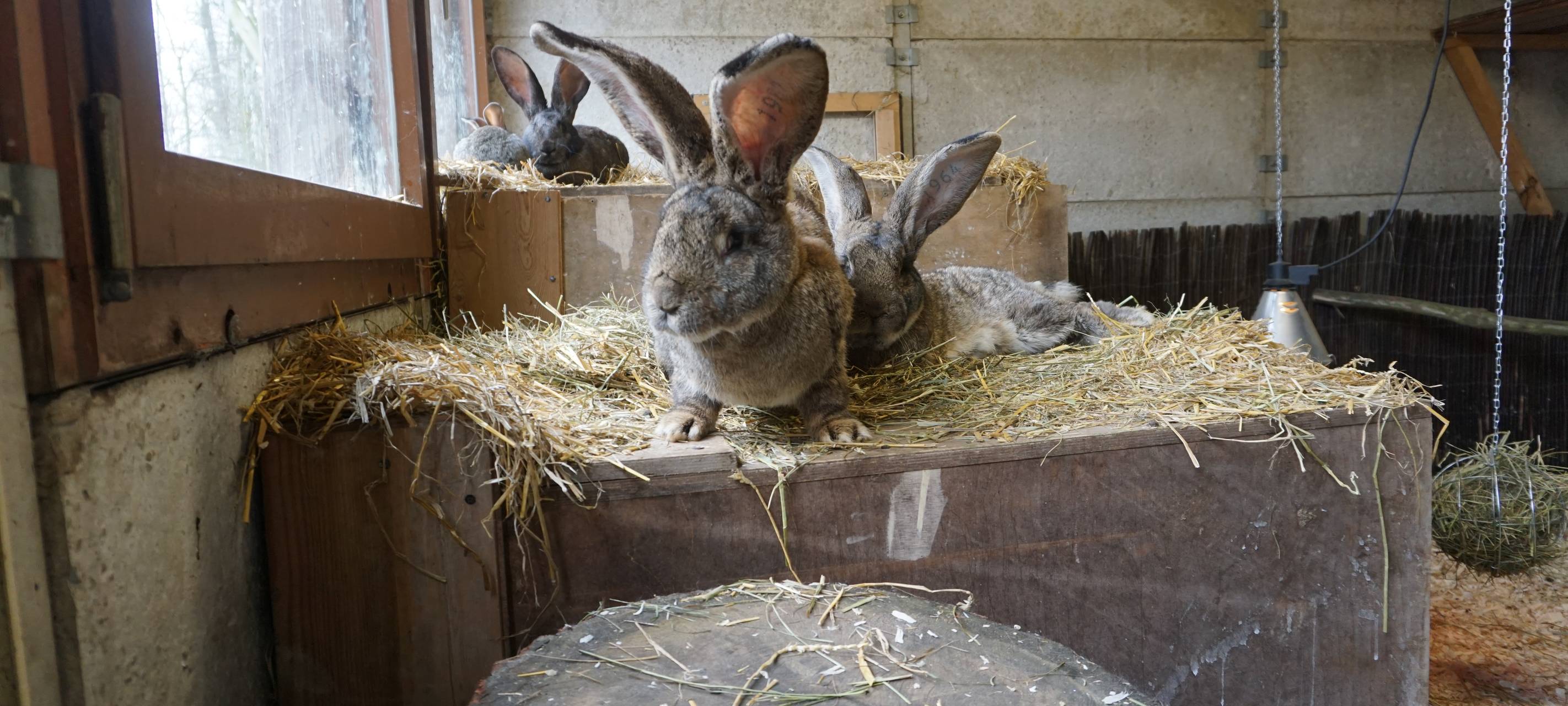 Wildpark Reuschenberg hat neue Tierbabys