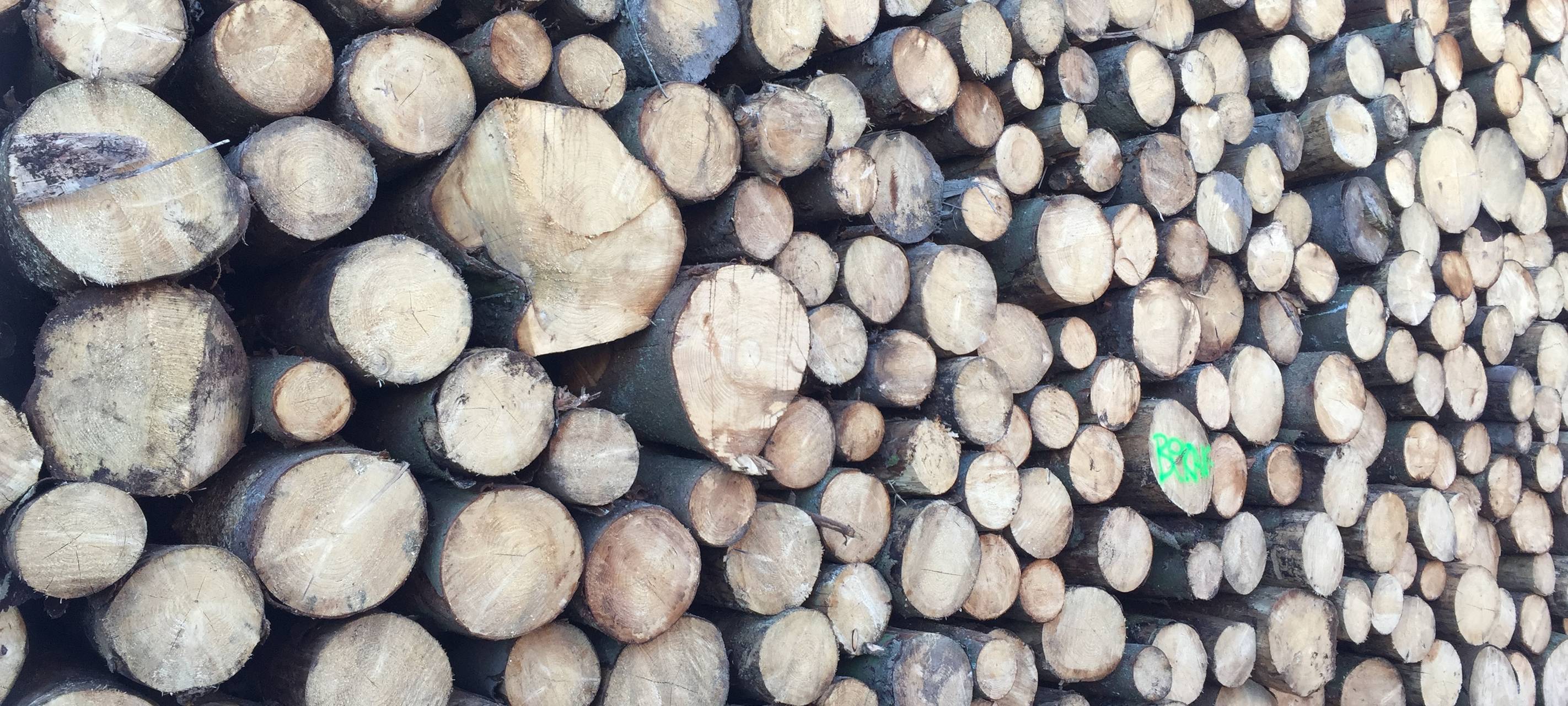 Waldrodung, Borkenkäfer, gefällte Bäume, Baum, Wald