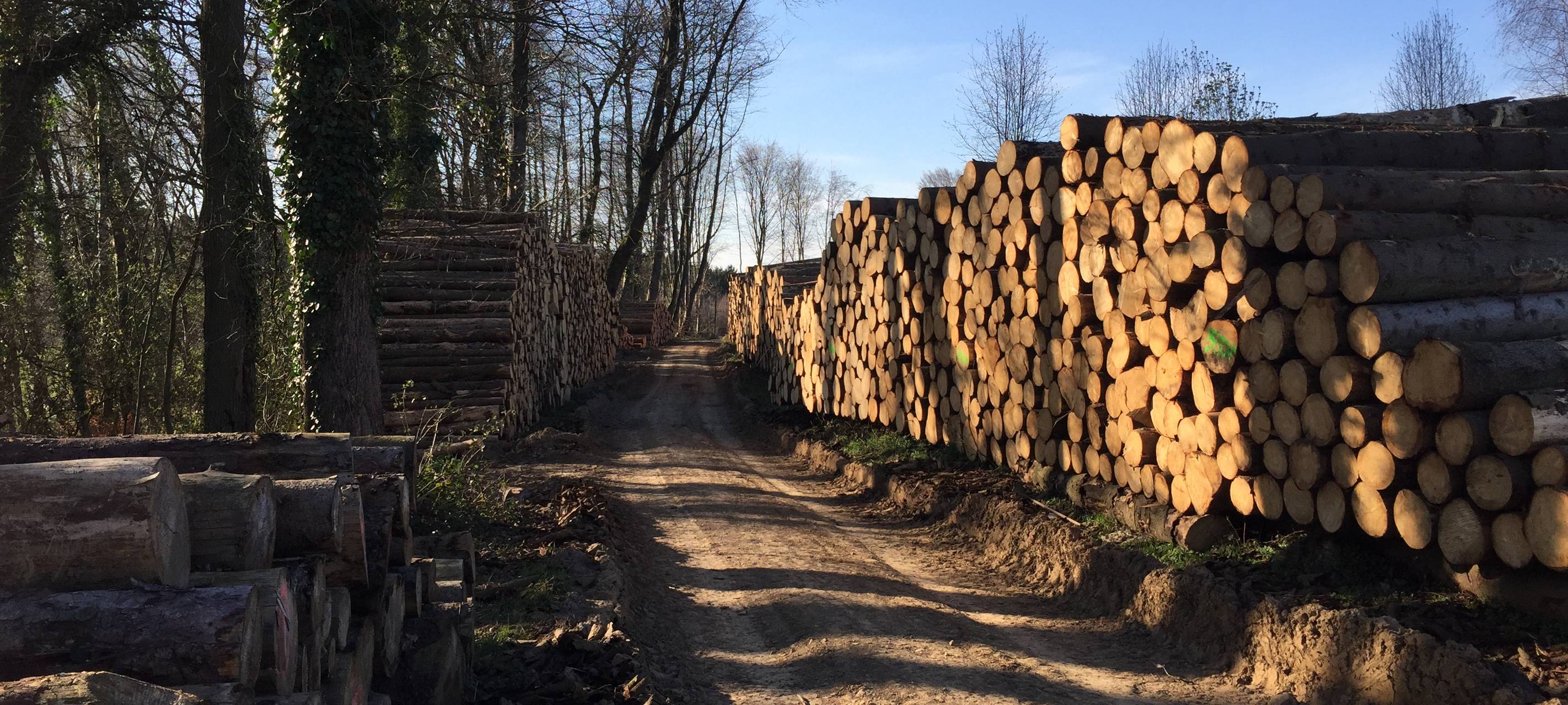 Wald, Borkenkäfer, Fichten, Rodung, Bäume fällen, Baum