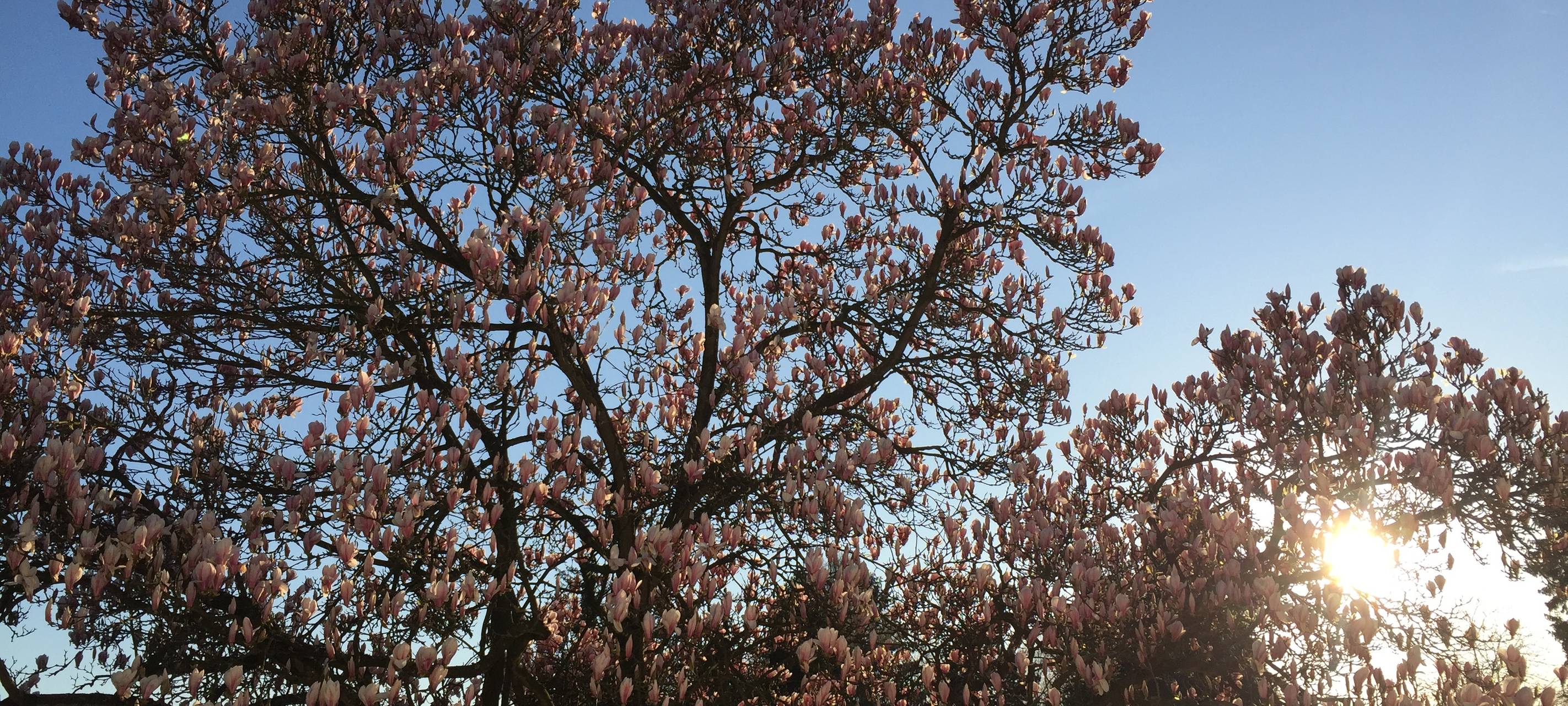 Magnolie, Frühling, Blüten, Sonne