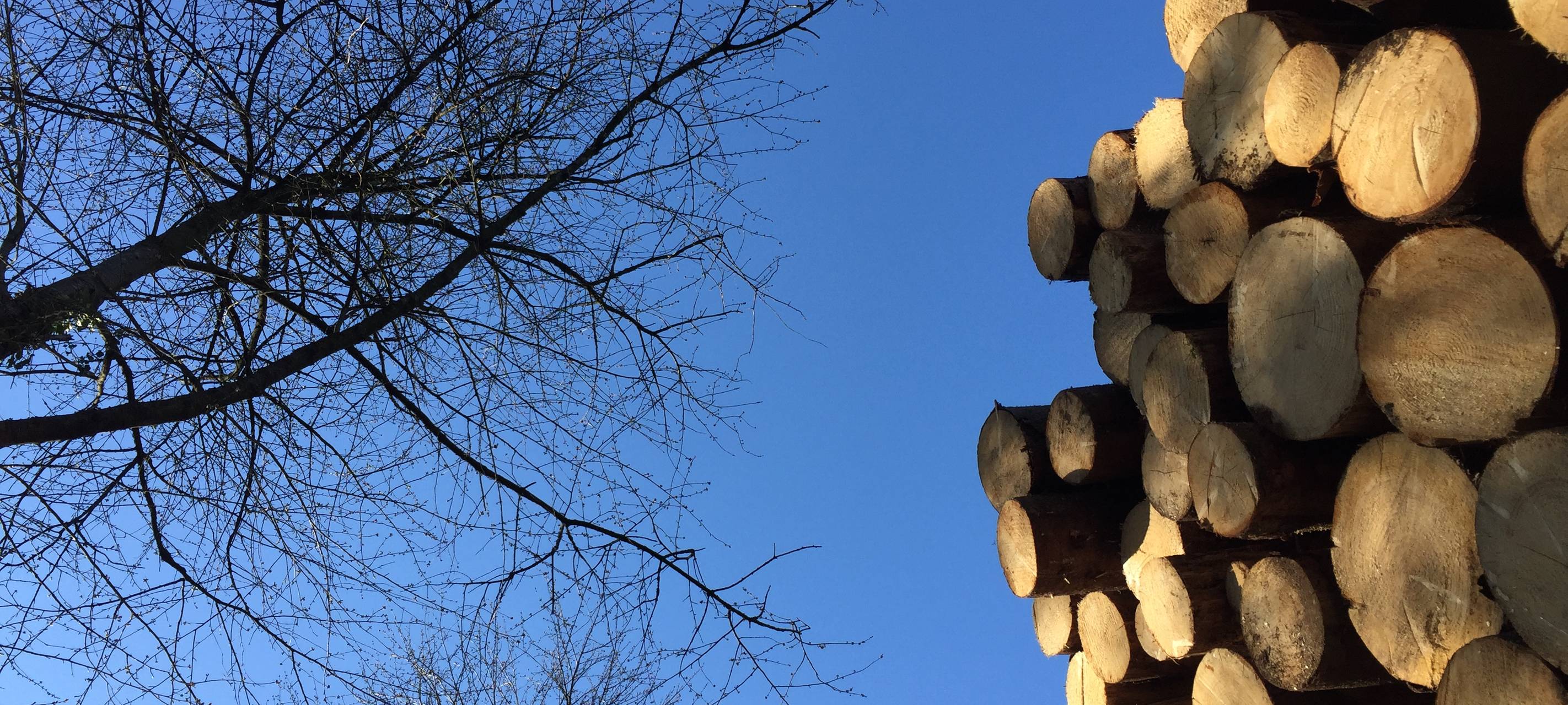Wald, Bäume, Baum, Borkenkäfer, Steinbüchel