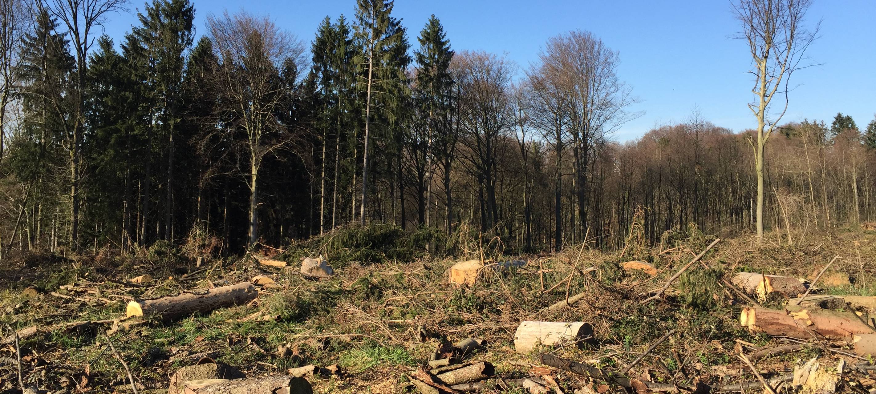 Waldrodung, Rodung, Borkenkäfer, Bäume fällen, Baum, Wald