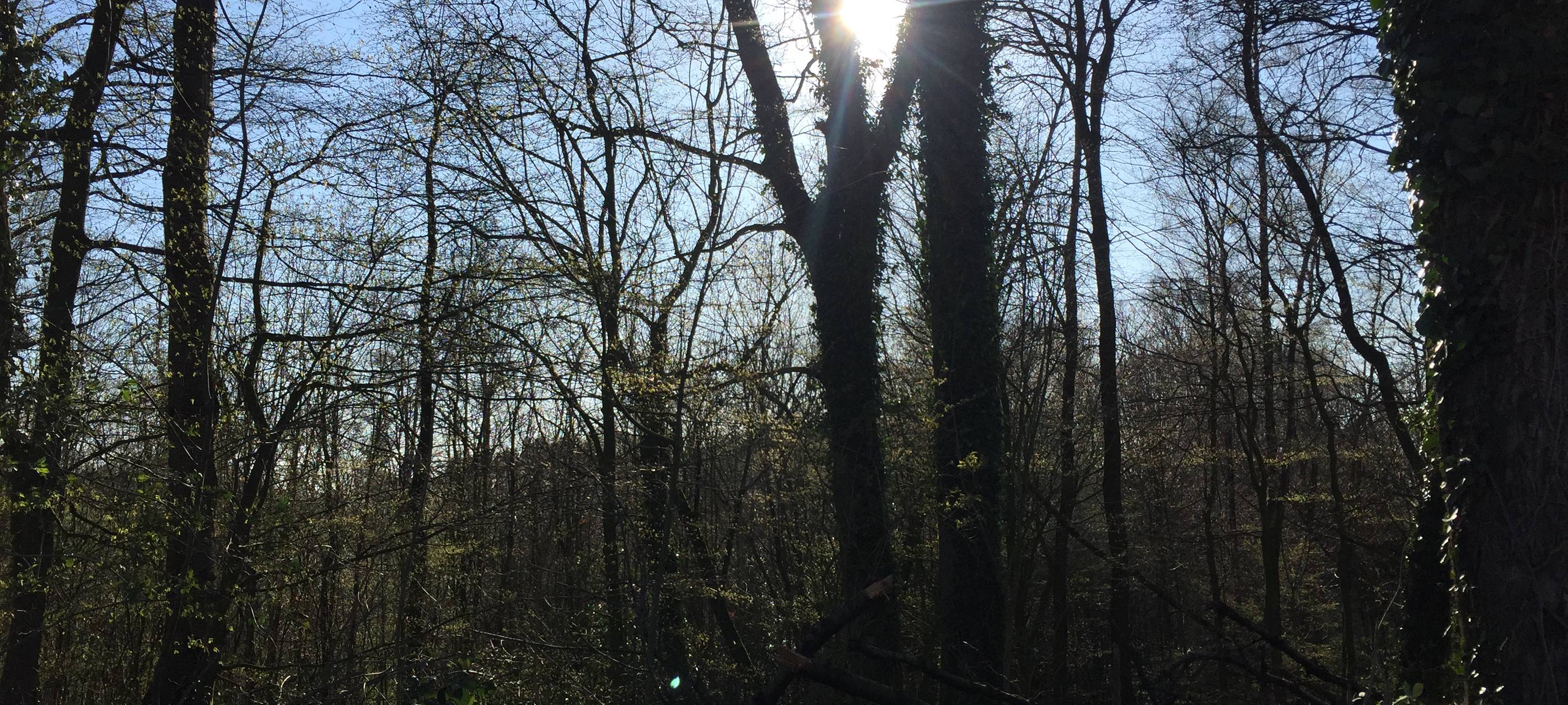 Baum, Bäume, Wald, Steinbüchel, Blattwald