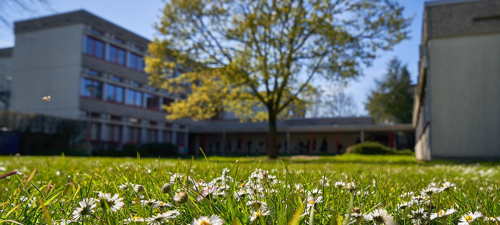 Schule,Freiherr-vom-Stein-Gymnasium, Gymnasium, Symbolbild, Kinder, Blumen, Baum, Natur, Frühling