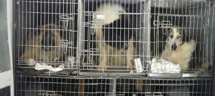 Transporter mit 25 großen Hunden gestoppt