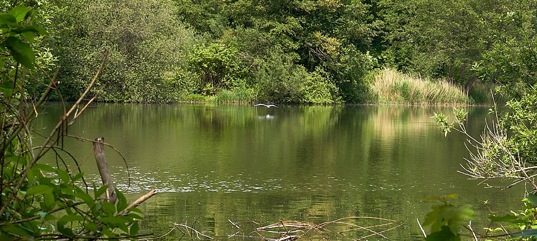 Oulusee, Natur, Schlebusch, Symbolbild, Wasser, See