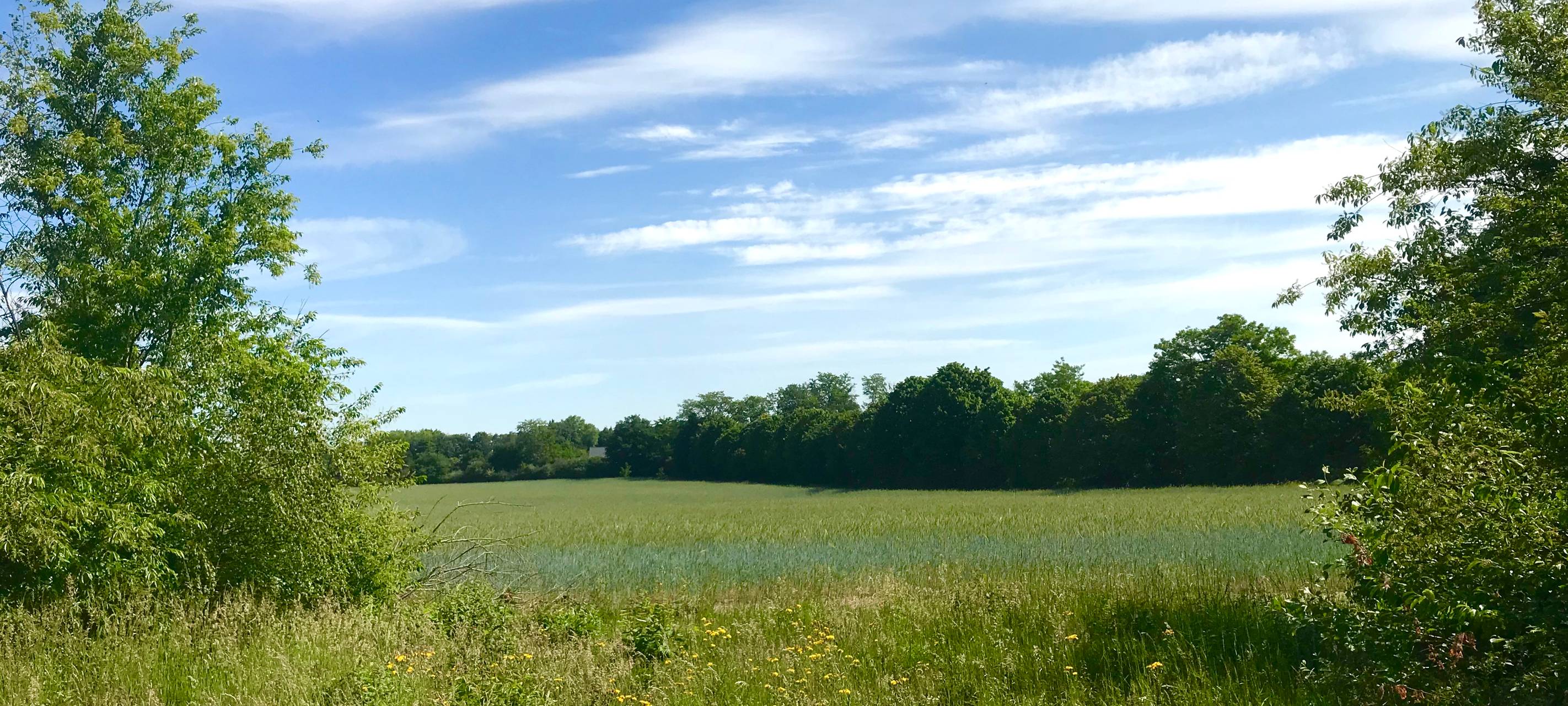 Neue Naturschutzflächen: Leverkusener dürfen mitreden