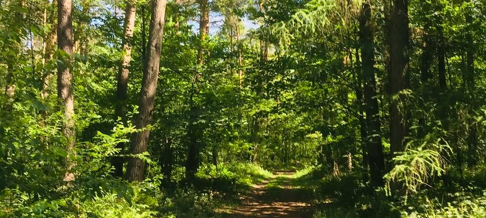 Insekten: Asiatische Hornisse auch in Leverkusen unterwegs