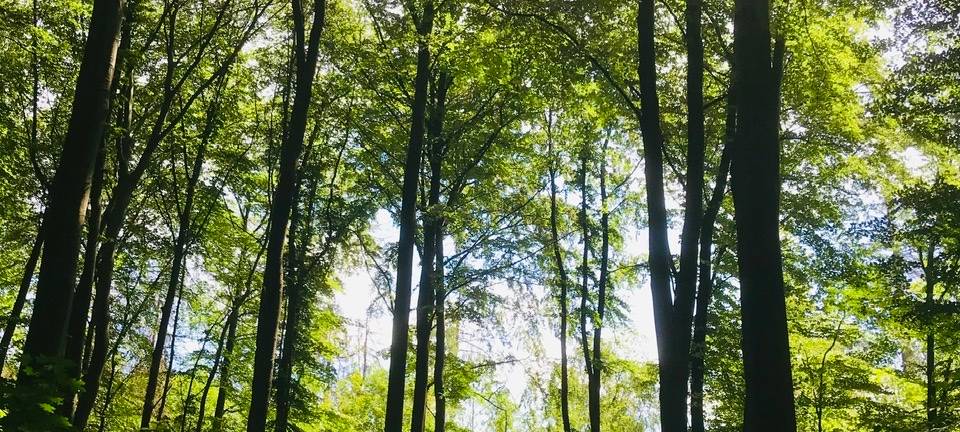 Trockener März: So geht es dem Wald in Leverkusen
