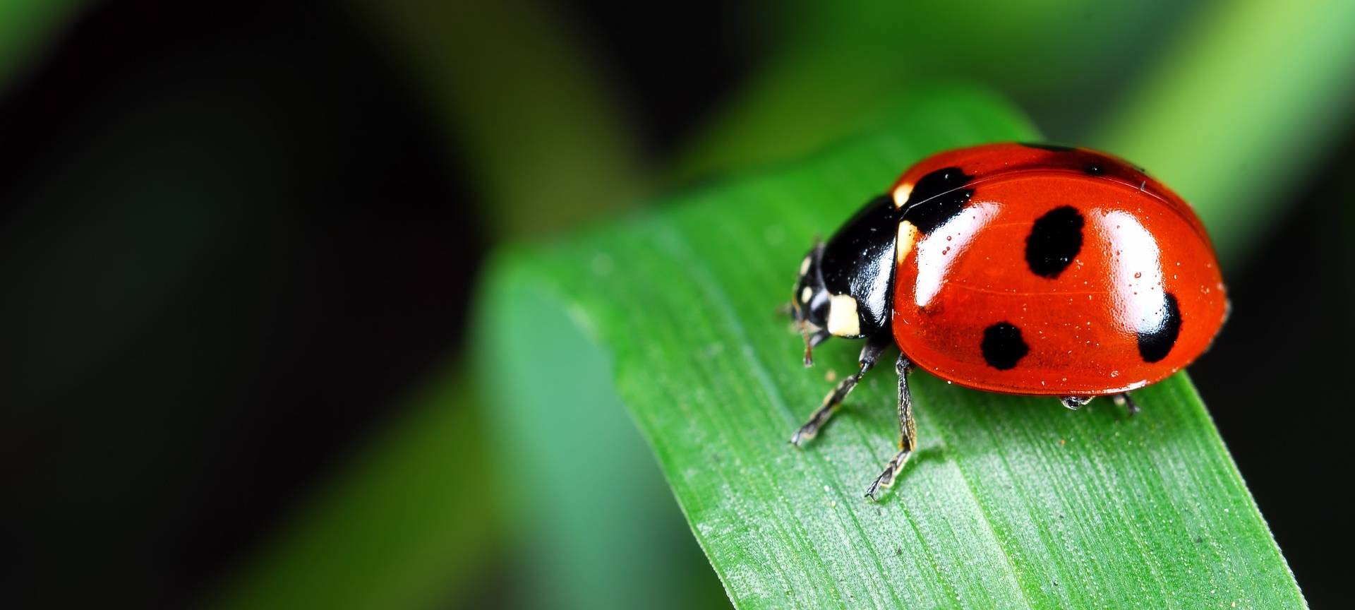 NABU will Fotos von Leverkusener Insekten