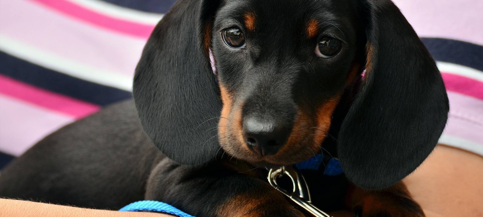 Hilfe für Tiere in Not