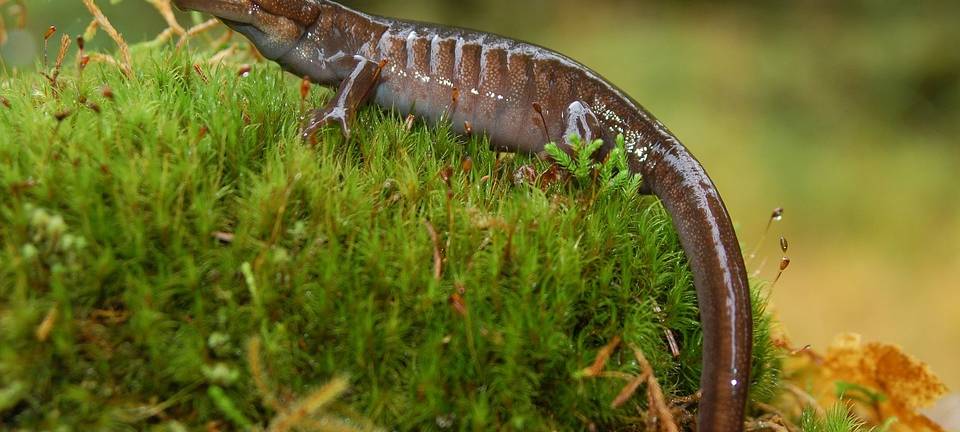 Wegen Gaspipeline: Hunderte Salamander umgesiedelt