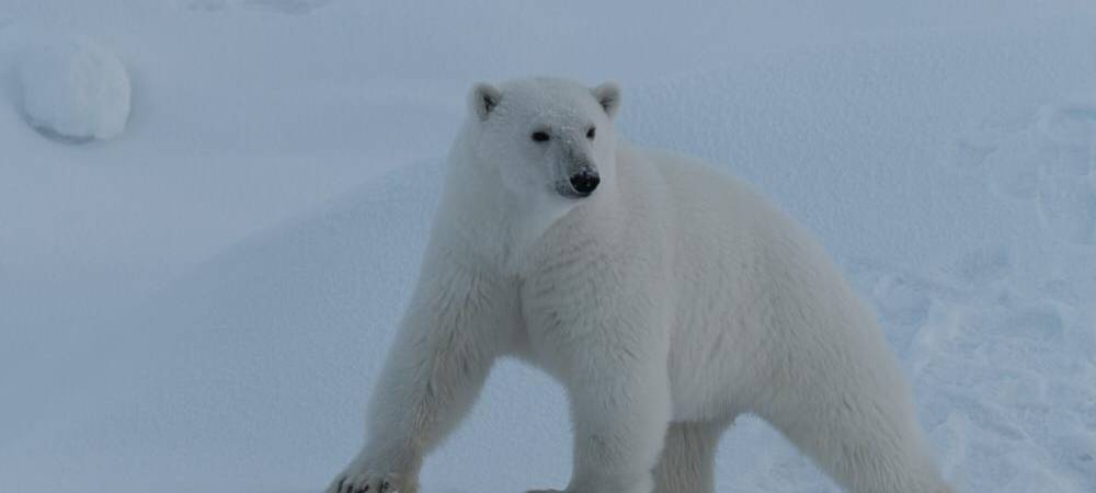 Eindrücke von der Polarstern-Expedition