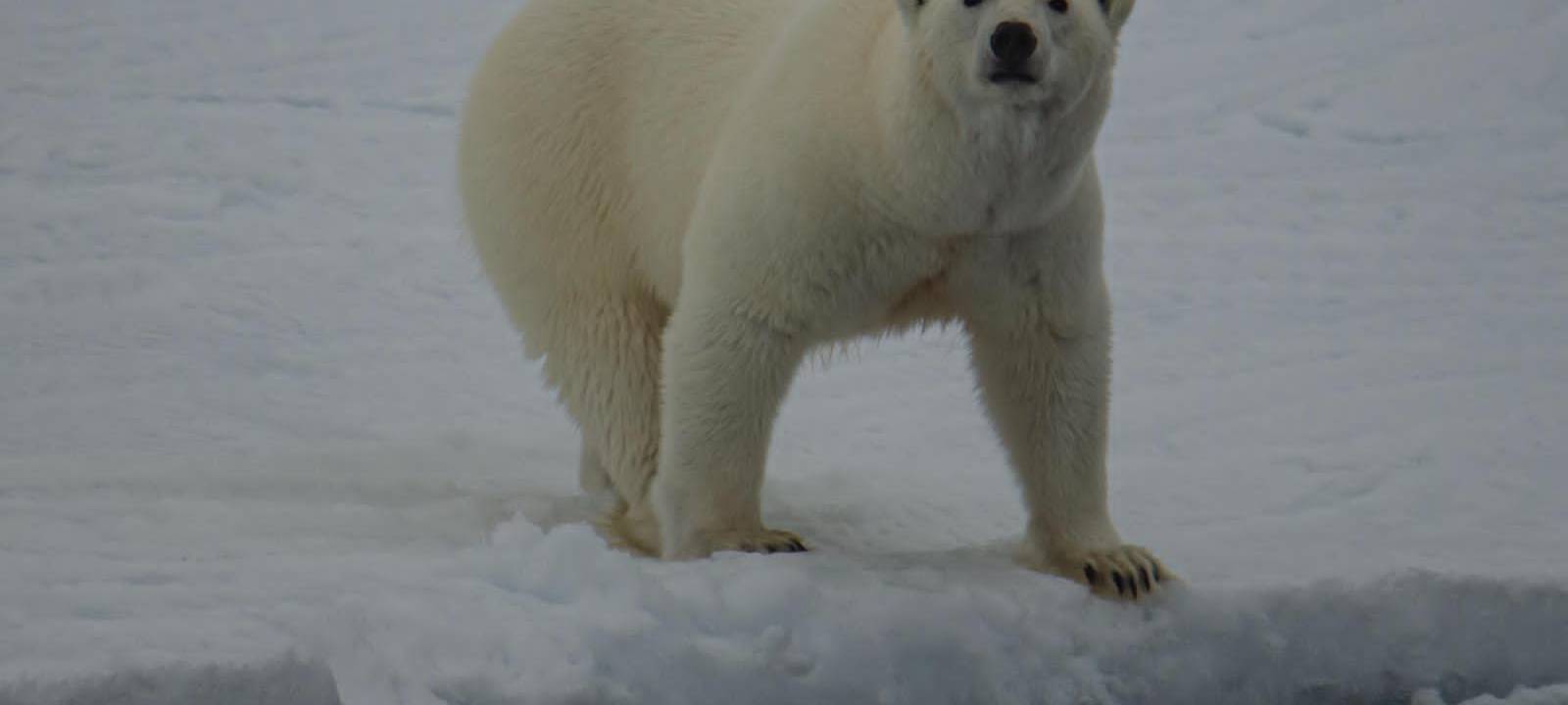 Eindrücke von der Polarstern-Expedition
