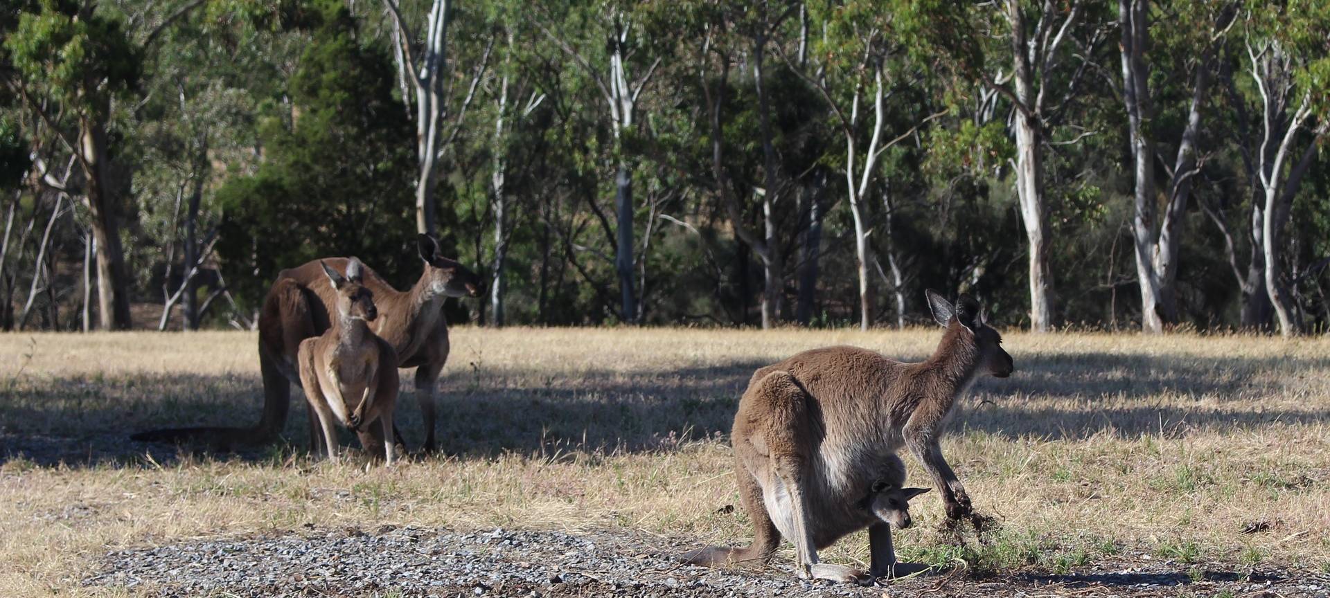 Kängurus werden untersucht