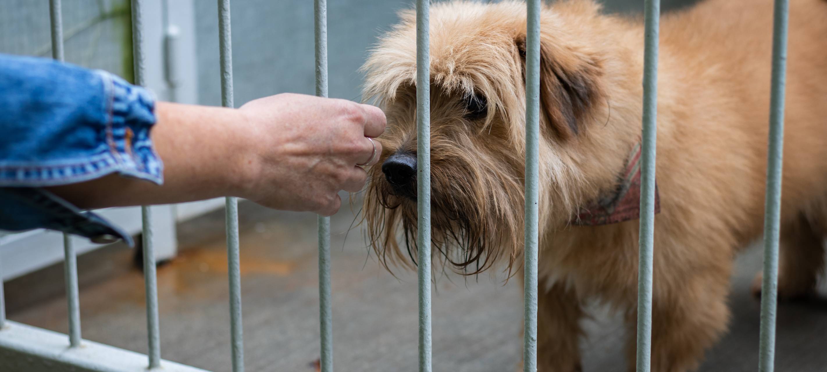Tierheim in Leverkusen kriegt eigene Tierarztpraxis