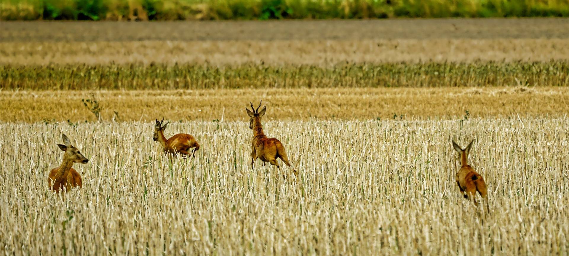 Zeitumstellung: Mehr Rehe an Straßen in Leverkusen möglich