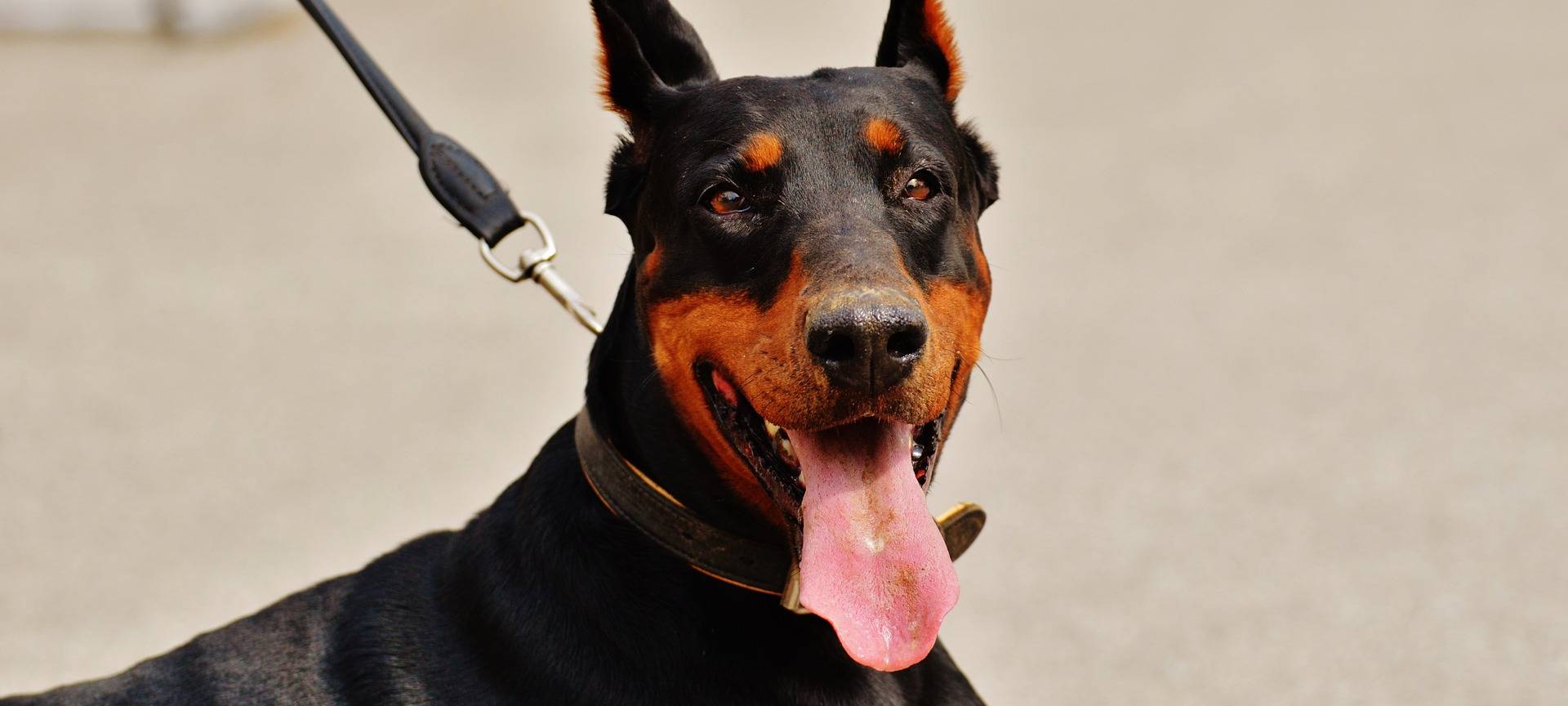 Leverkusen: Hundehalter sollen mit Steuer warten