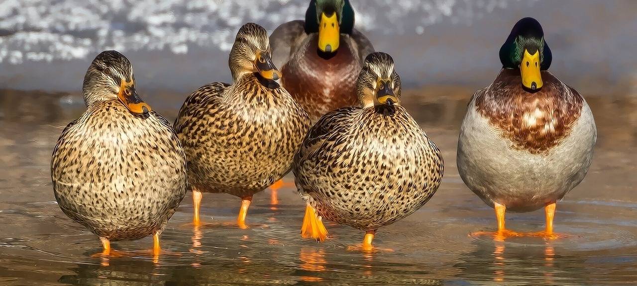 Verdachtsfall auf Vogelgrippe in Leverkusen