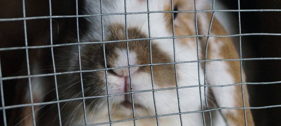 Tierschützer warnen vor Draußenhaltung