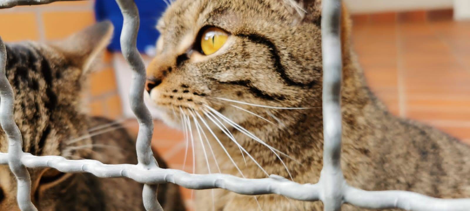 Leverkusener Tierheim: Explodierende Kosten