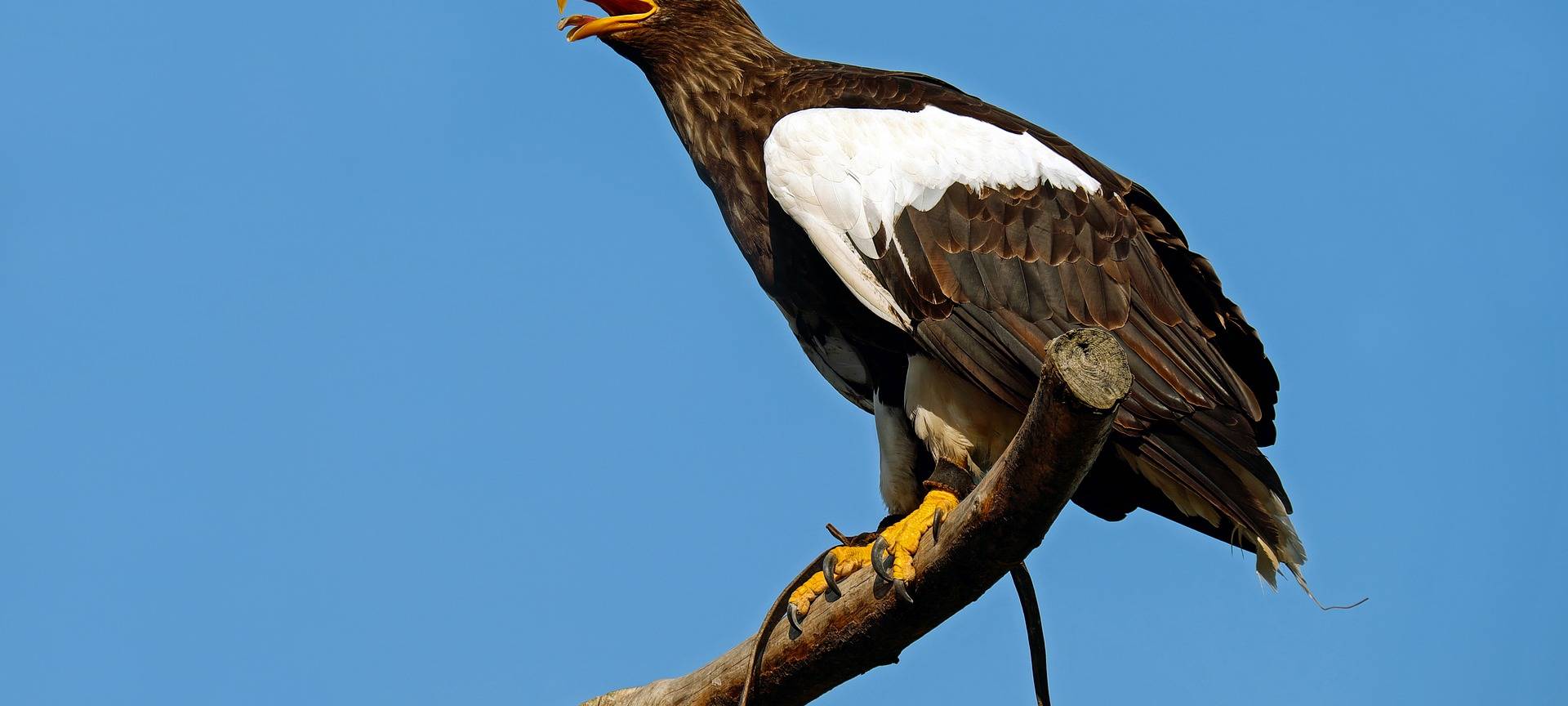 Riesenseeadler aus Remscheid vermisst