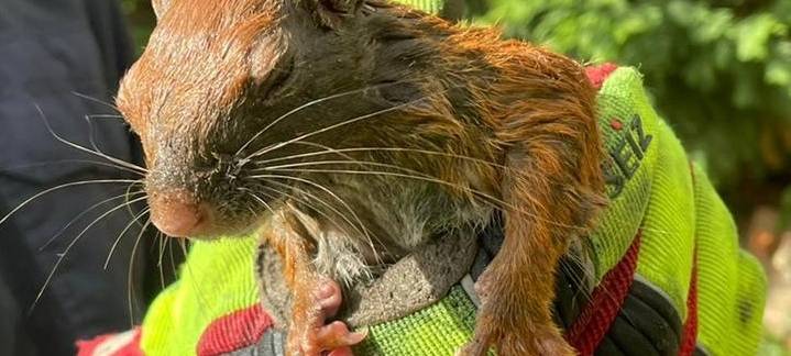 Feuerwehr rettet Eichhörnchen-Familie