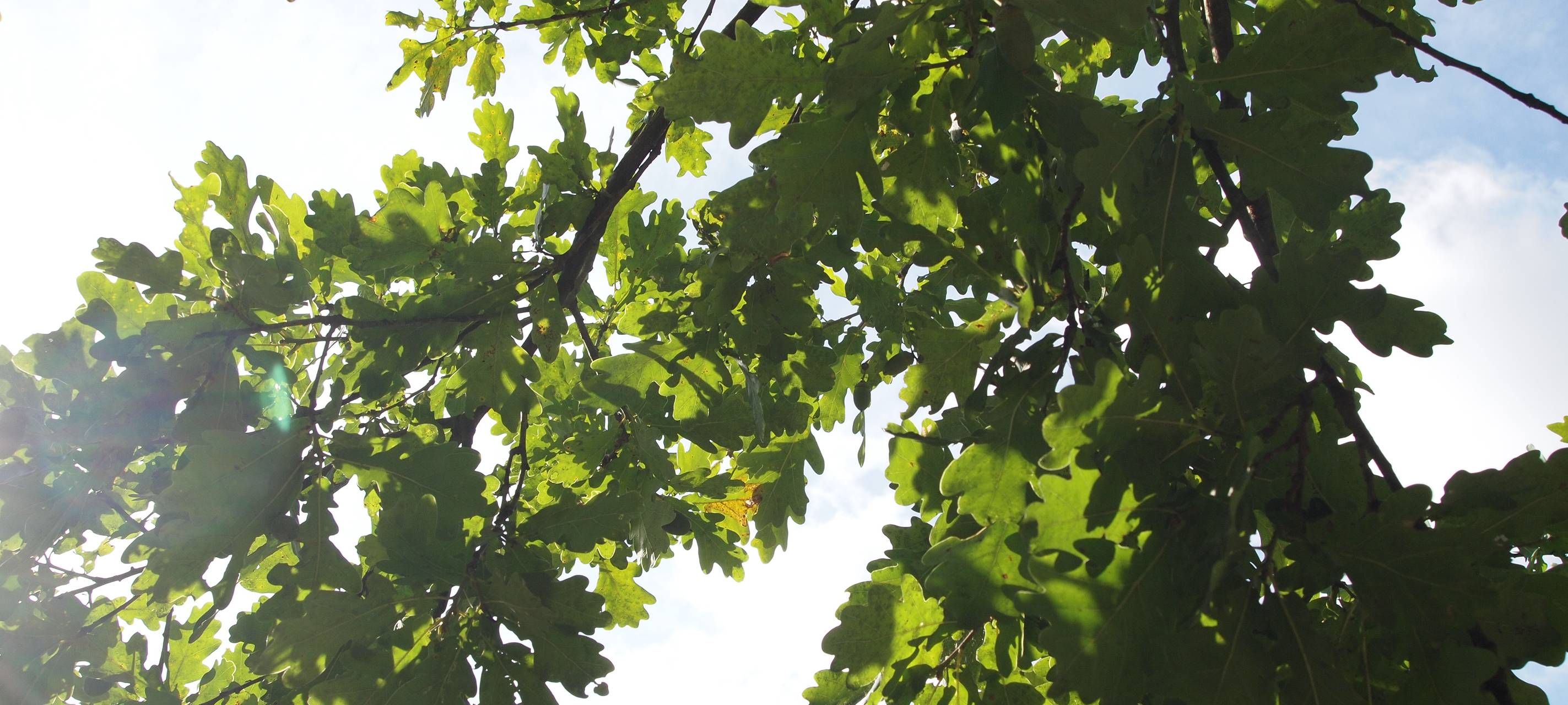 Auswirkungen des Klimawandels in Leverkusen