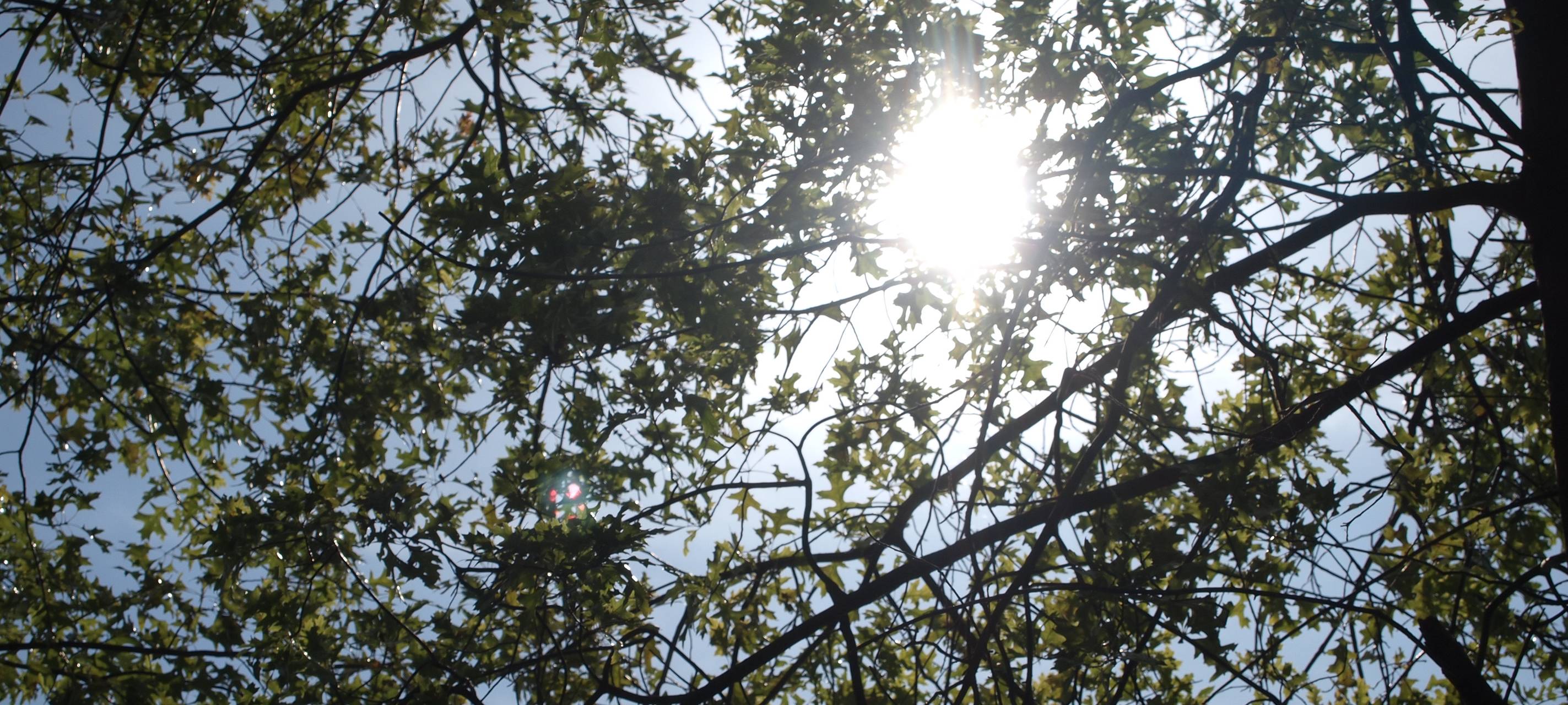 Leverkusen: Baumfällung in Rheindorf wegen Sanierung