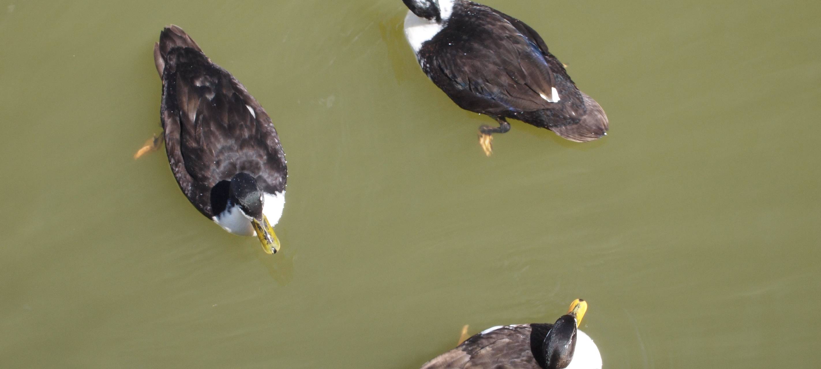Vogelgrippe: Kölner Zoo bleibt erstmal geschlossen
