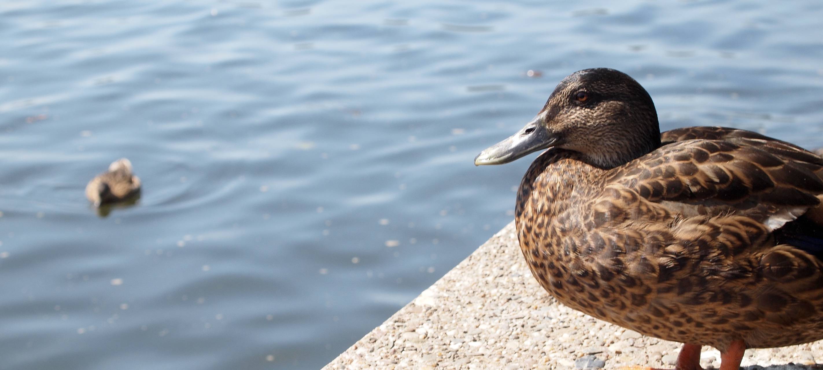 Der Oulusee wird nächstes Jahr saniert