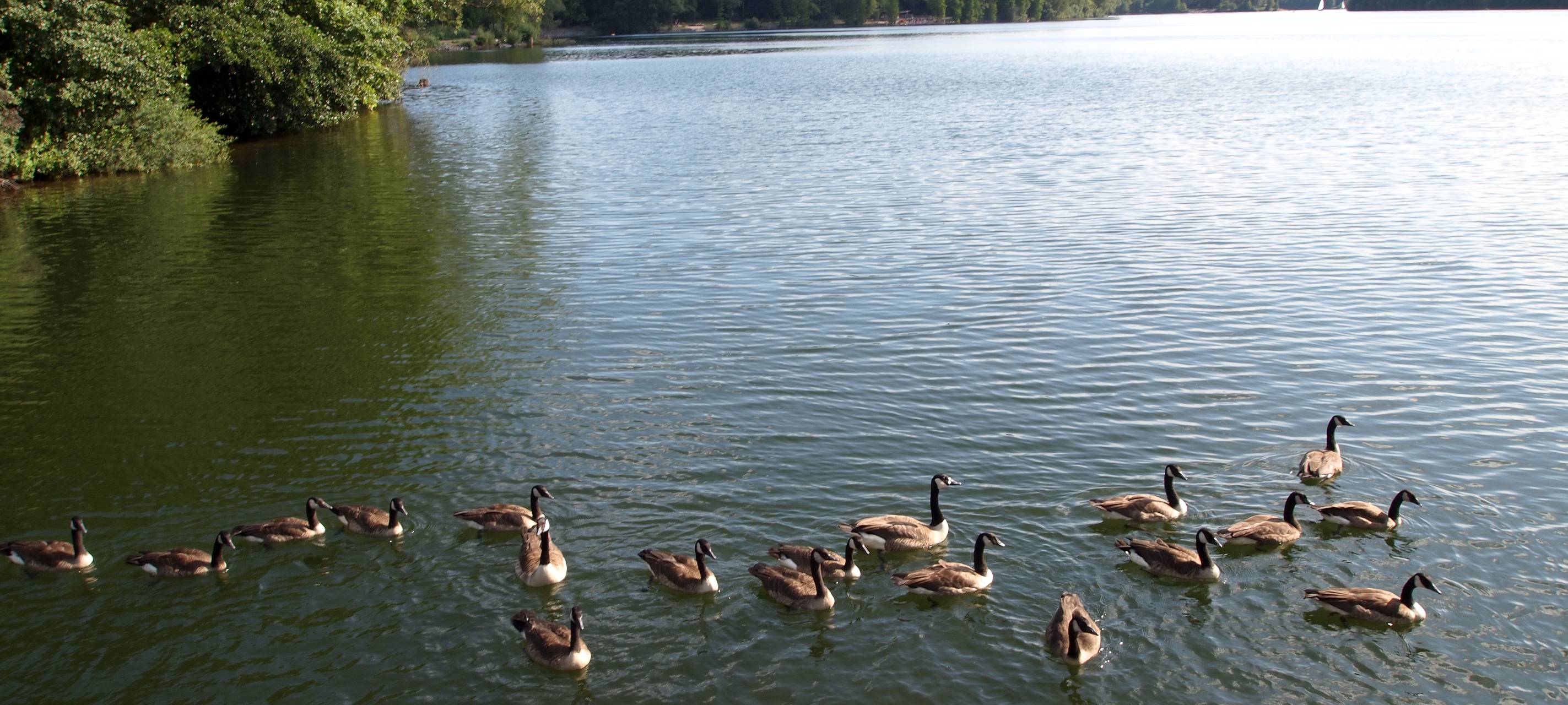 Keine Vogelgrippe in Leverkusen
