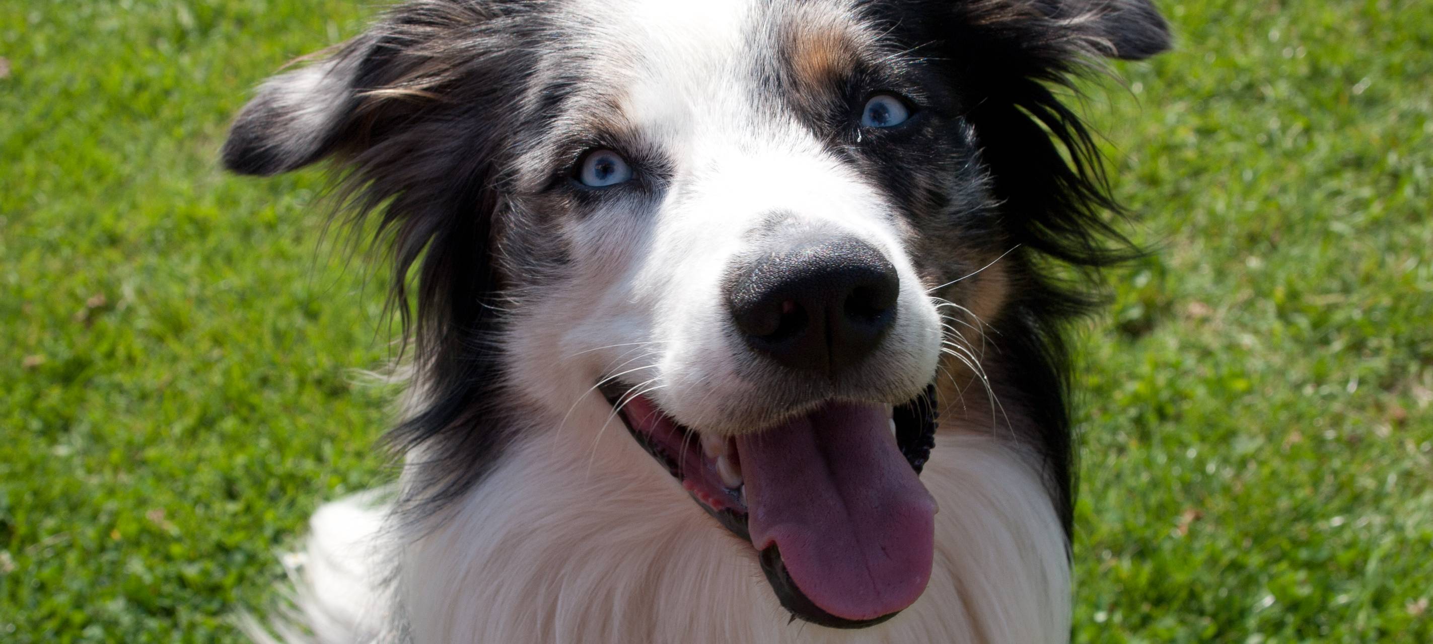 Haustier im Büro: Was ist erlaubt?