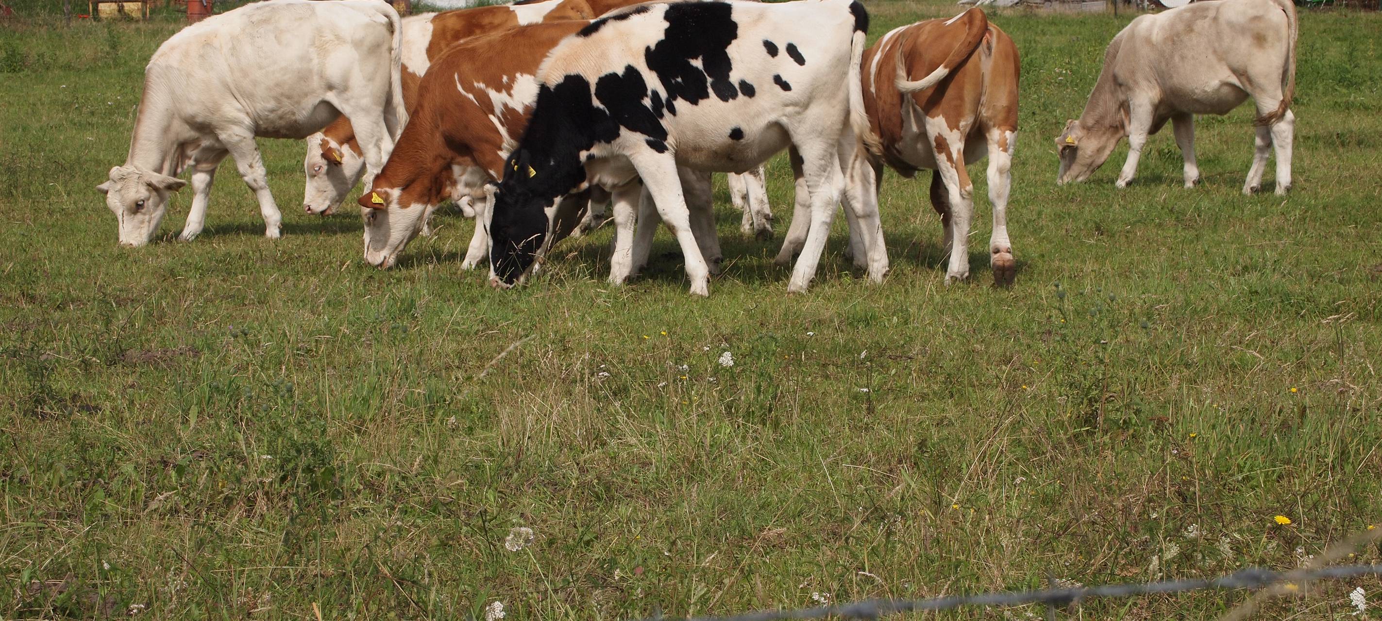 Landschaftsplan: Leverkusener Bauern fühlen sich außen vor