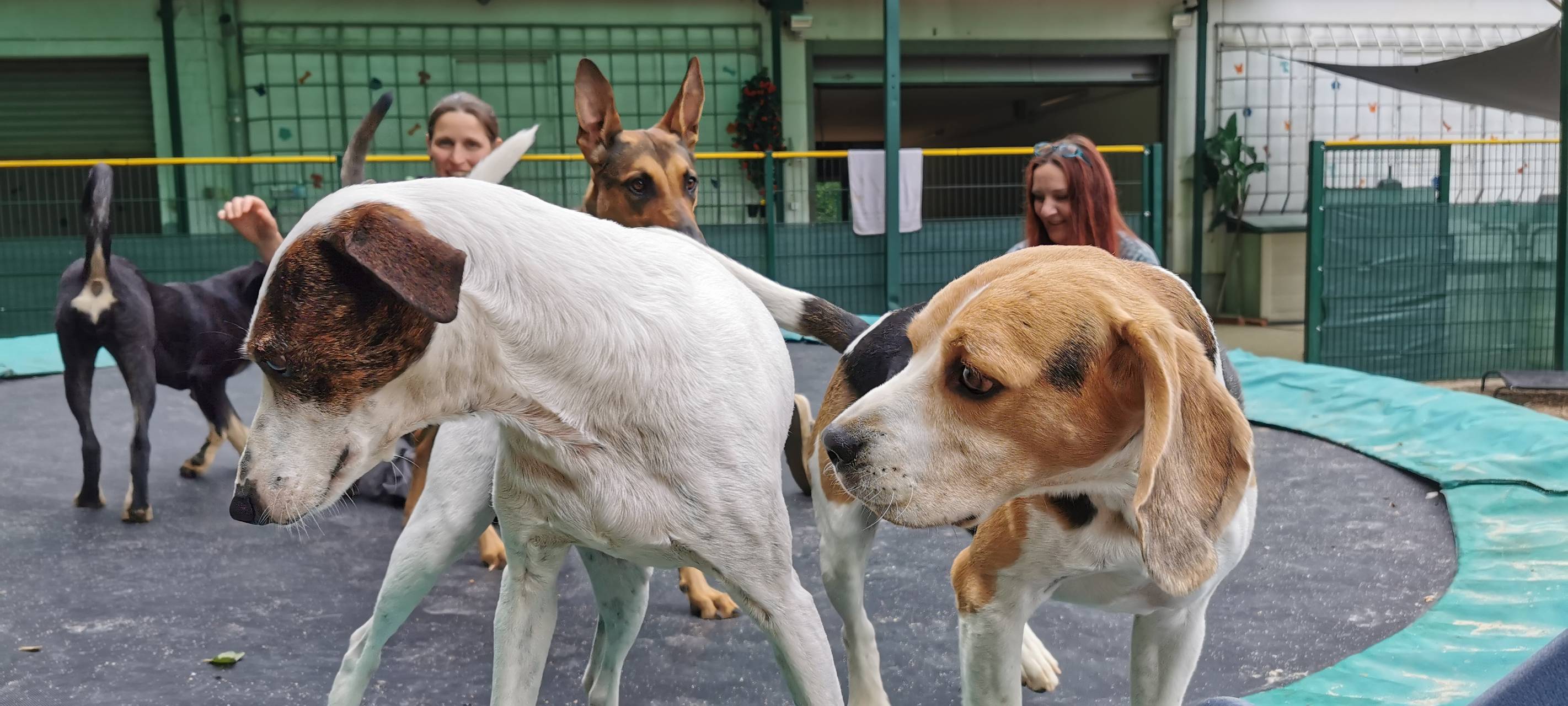 Erste Hundetageststätte in Leverkusen