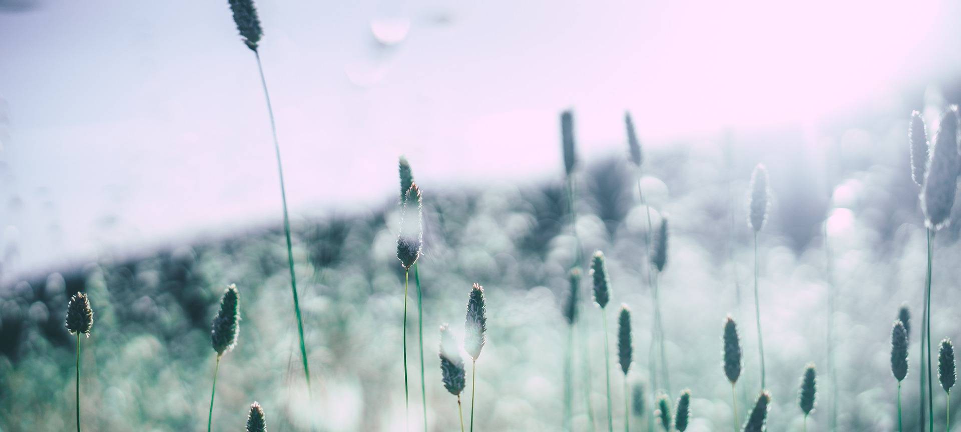 Viele Pollen fliegen schon jetzt