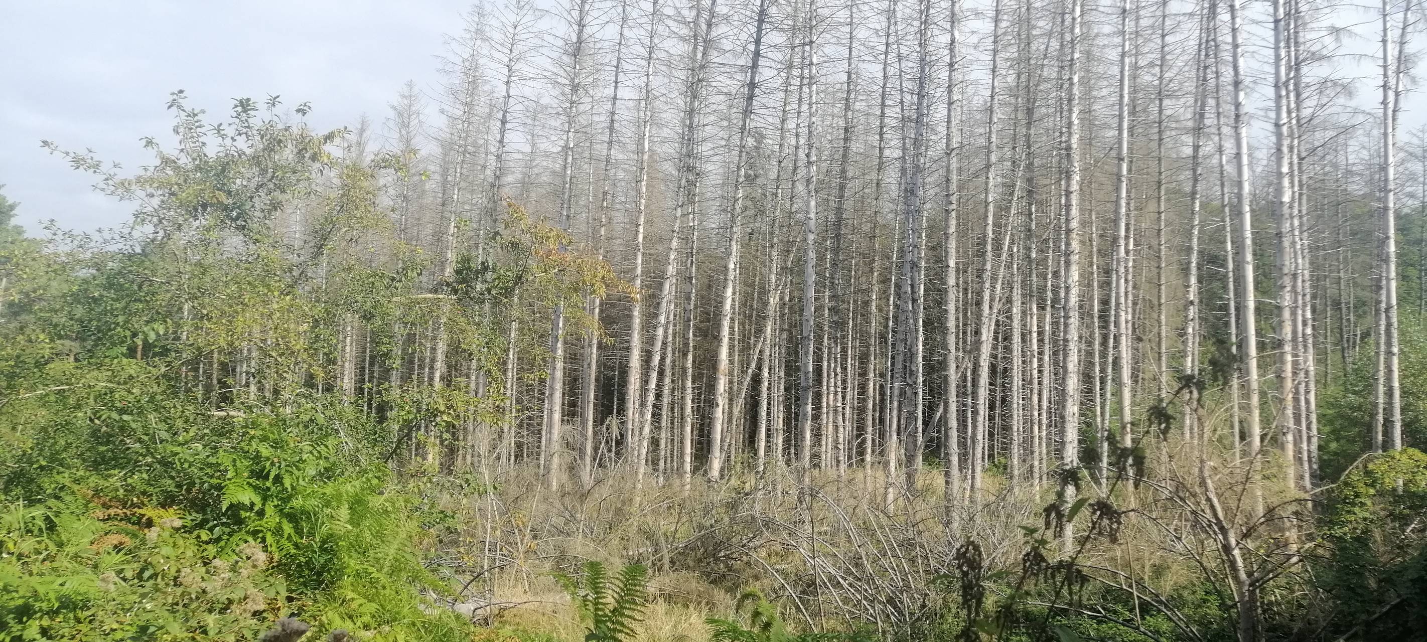 Der Borkenkäfer wütet im Bürgerbusch