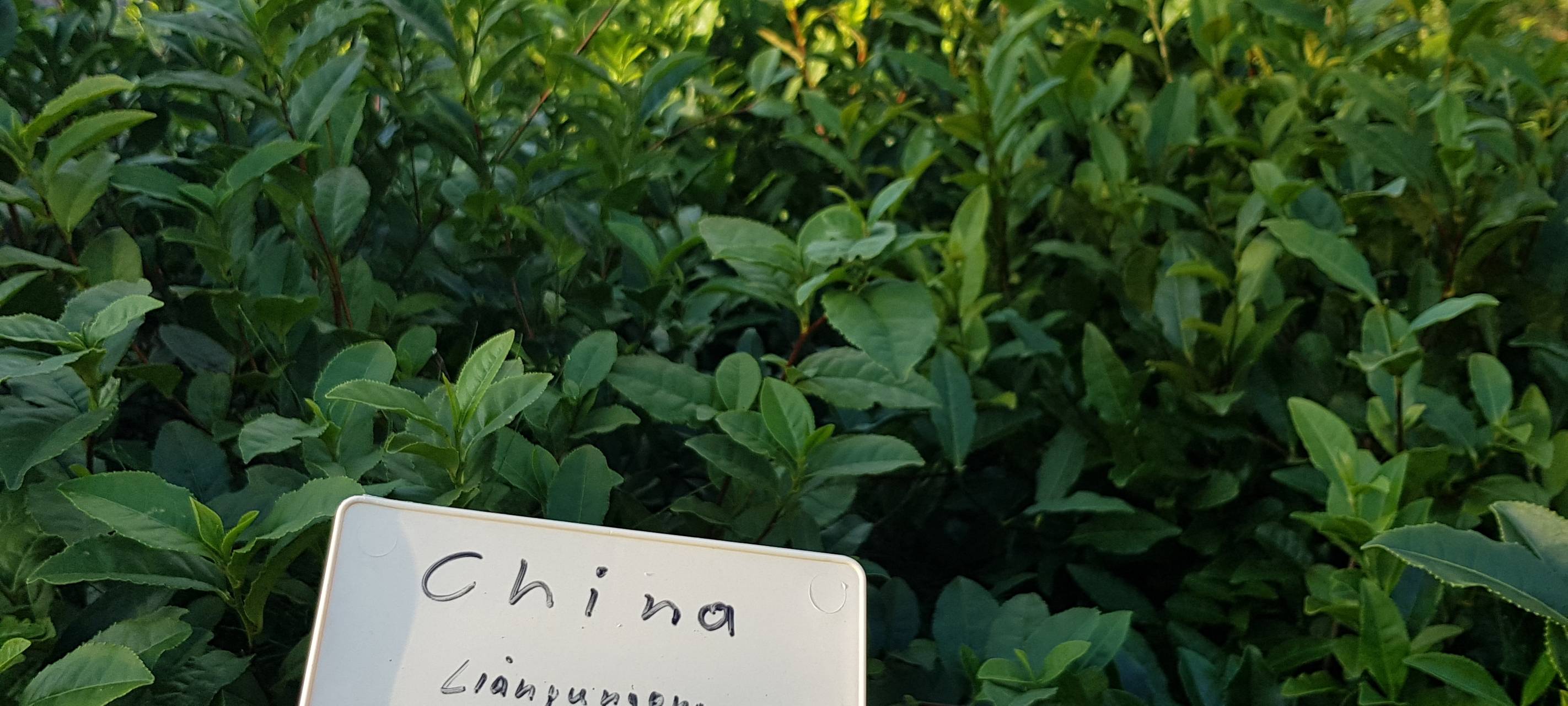 Tee aus Leverkusen