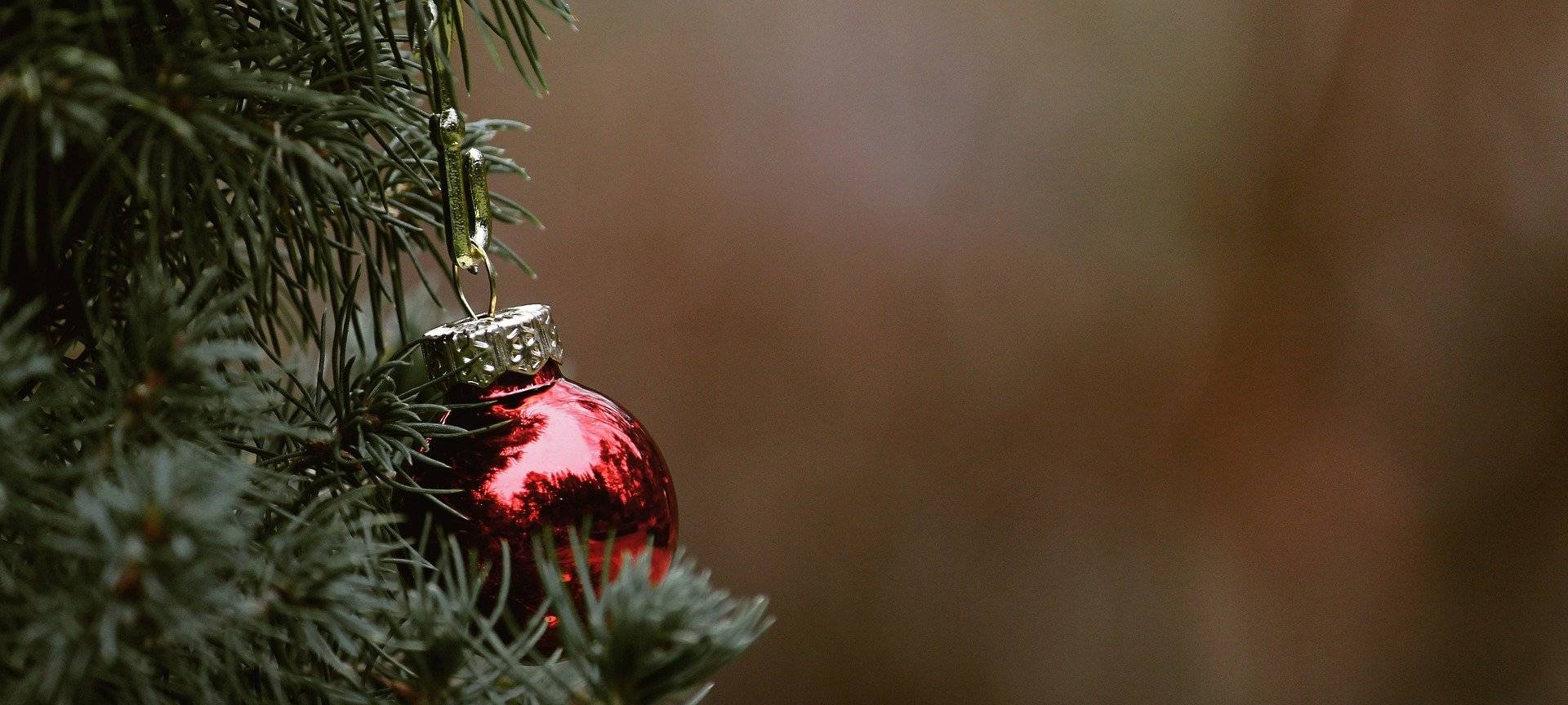 Leverkusener Schule: 33 Weihnachtsbäume gestohlen