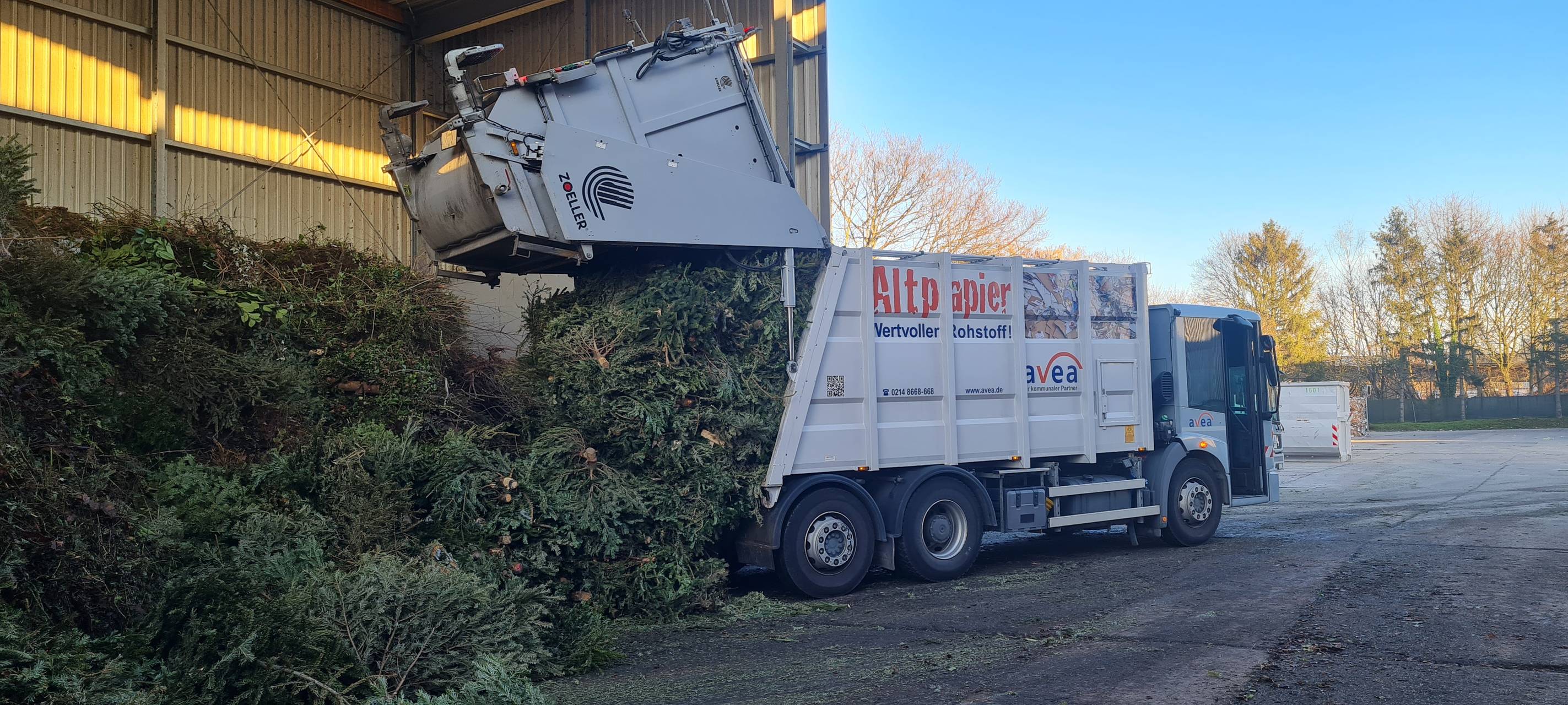 Raus mit dem Weihnachtsbaum: So hilft die Avea in Leverkusen