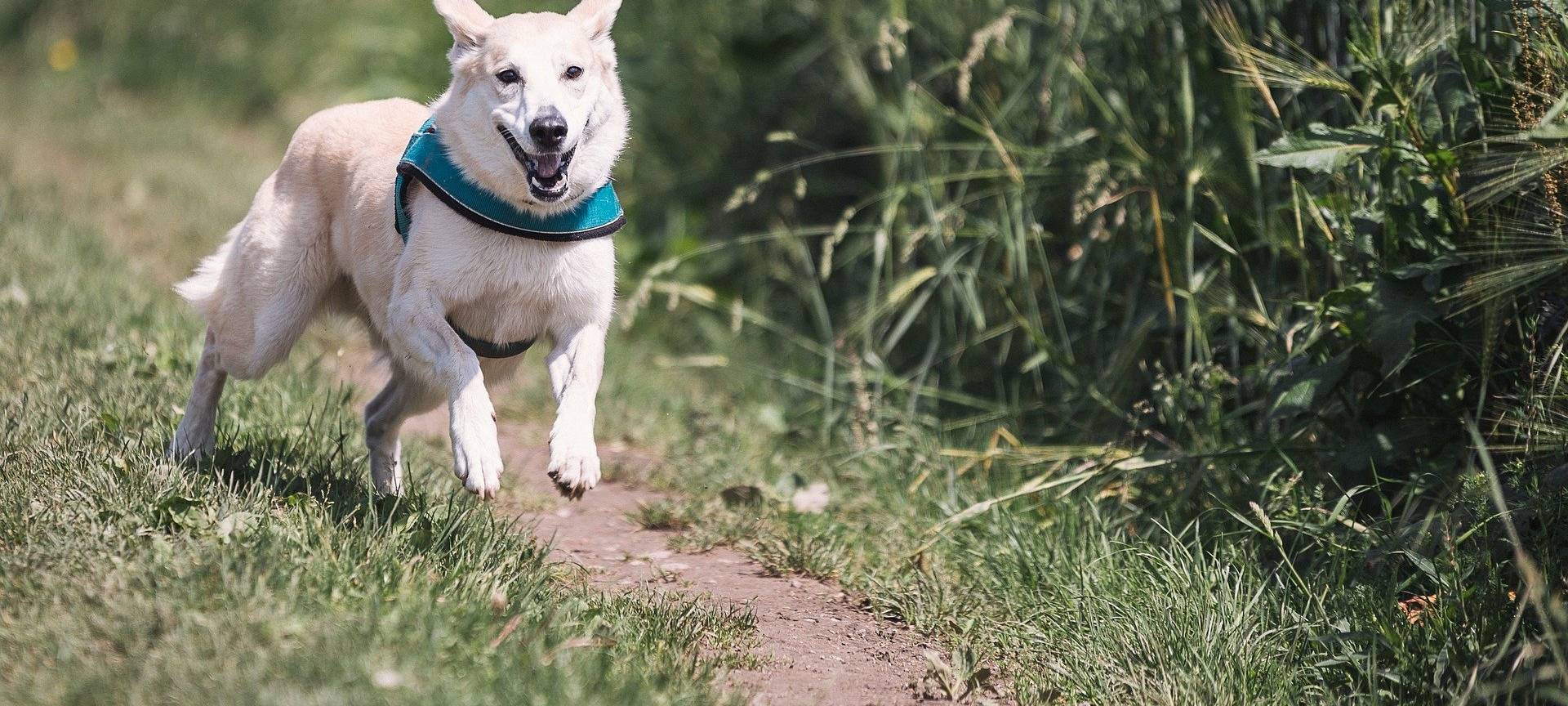 Leverkusen berät über Hundefreilaufflächen
