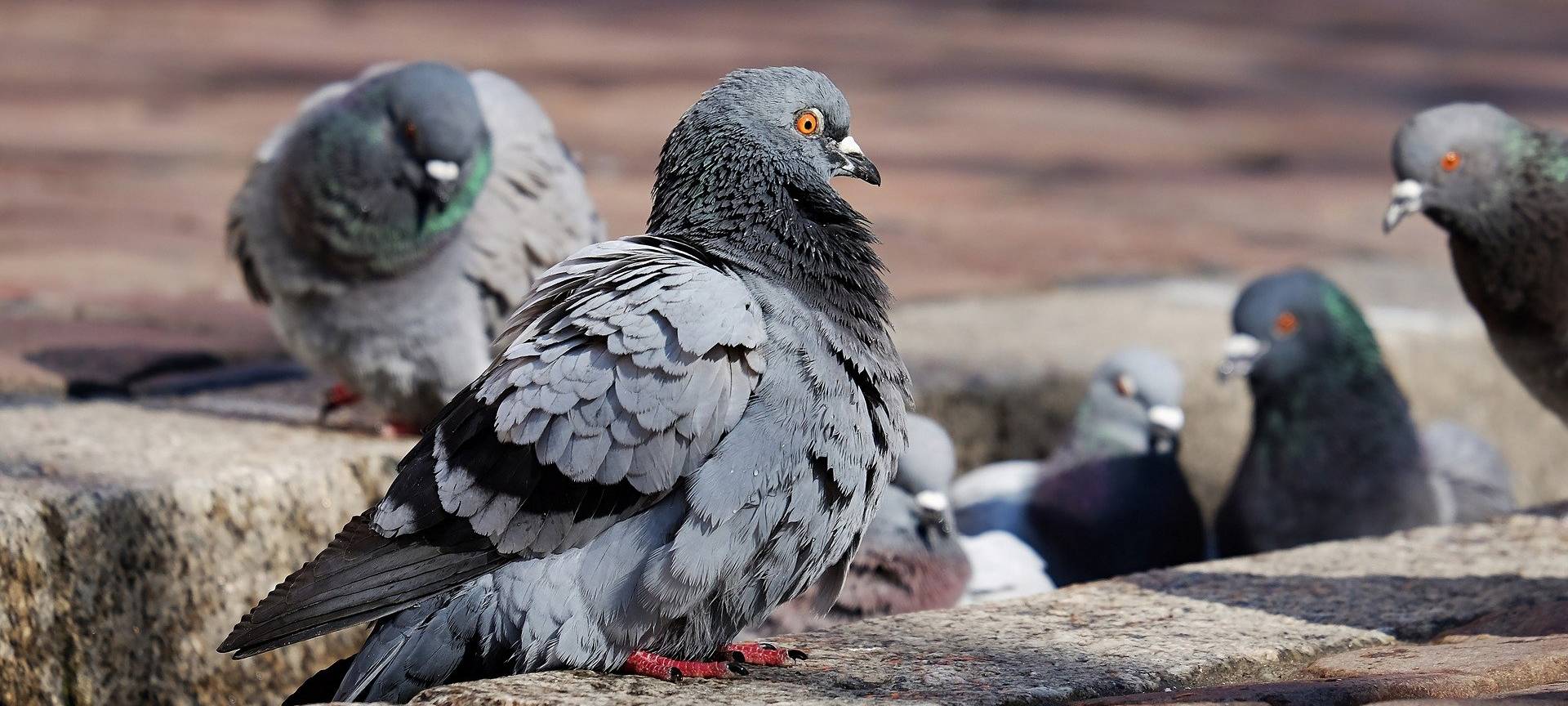 Leverkusener möchte Taubenhilfe gründen