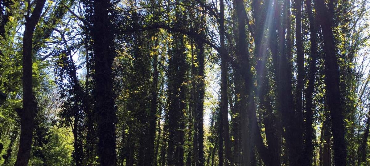 Wälder um Leverkusen stehen ganz gut da