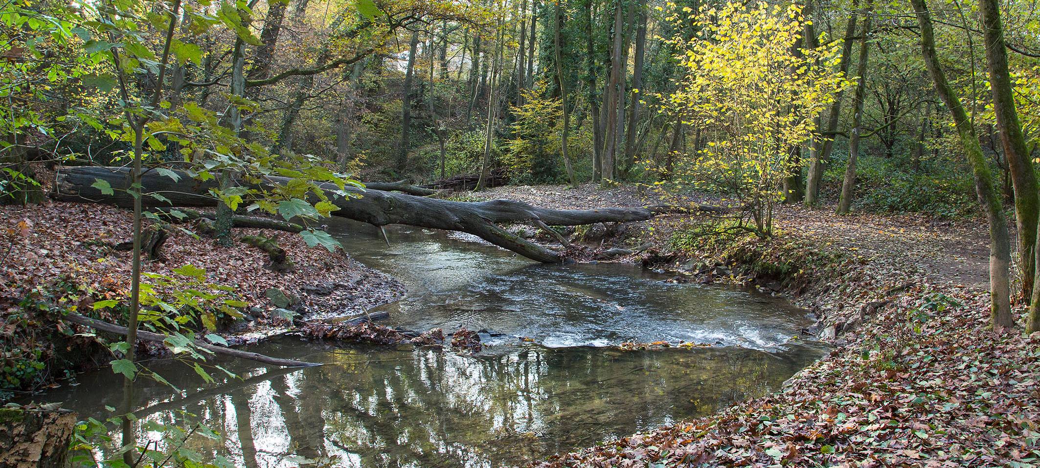 Leverkusen: Wupperverband arbeitet am Hochwasserschutz