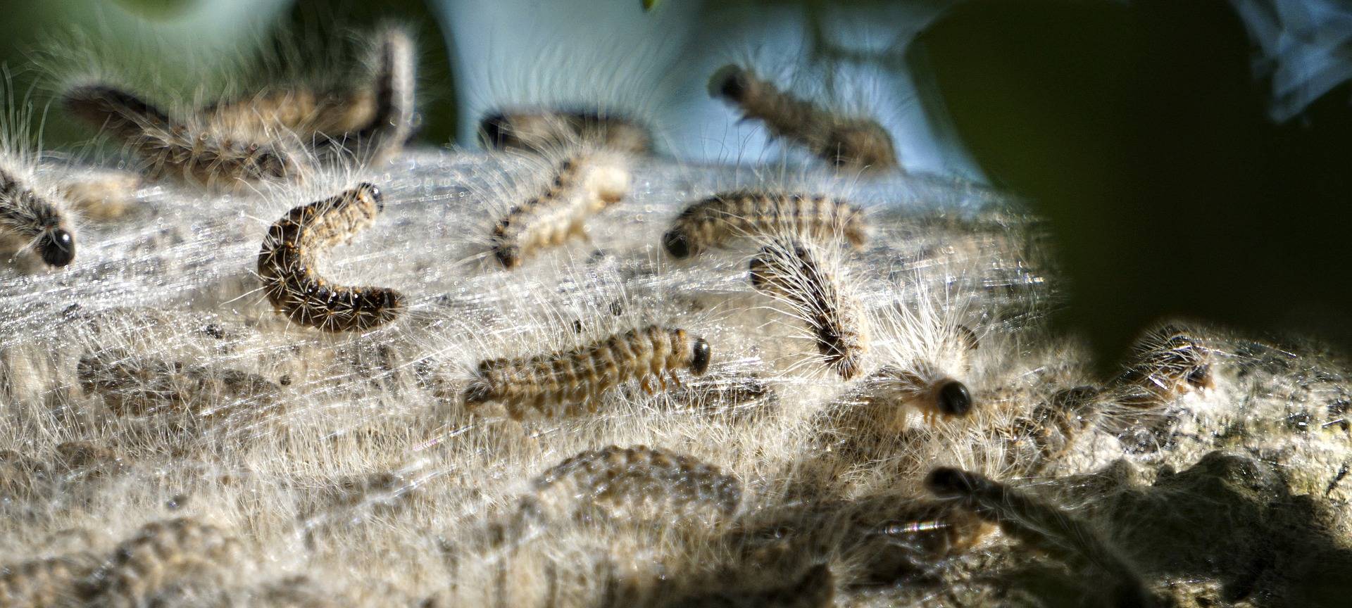 Leverkusen: Stadt warnt vor Eichenprozessionsspinner