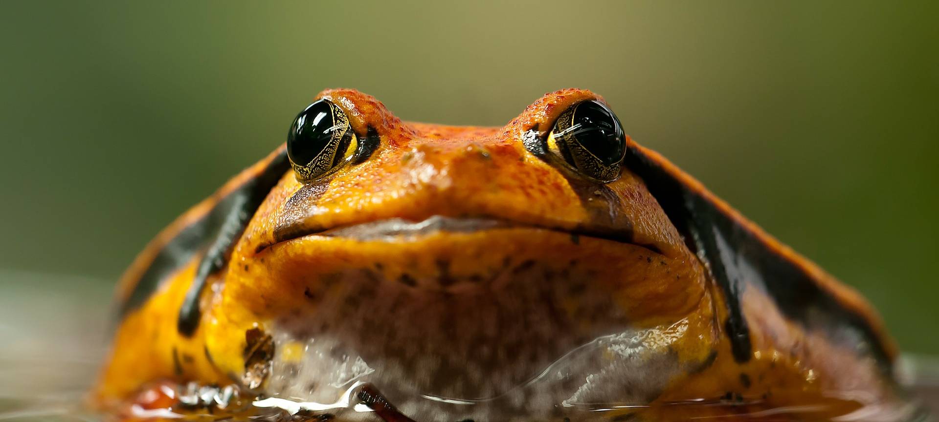 Frosch, Krötenwanderung, Frösche,