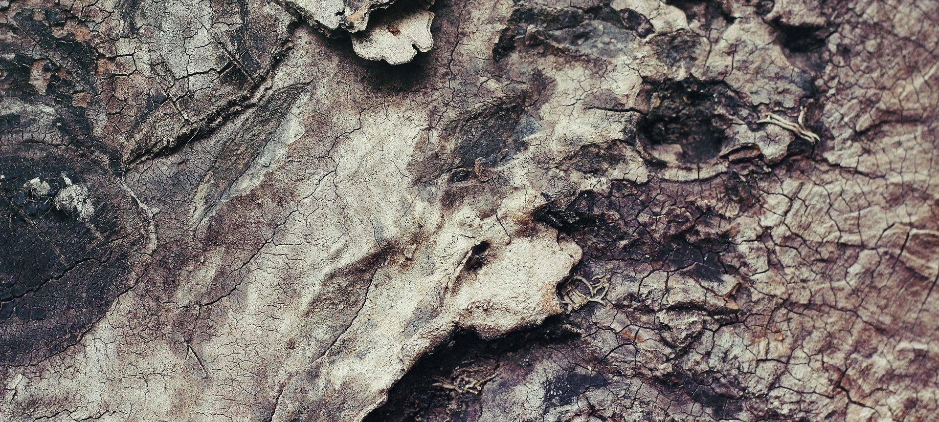 Hat sich der Wald erholt?