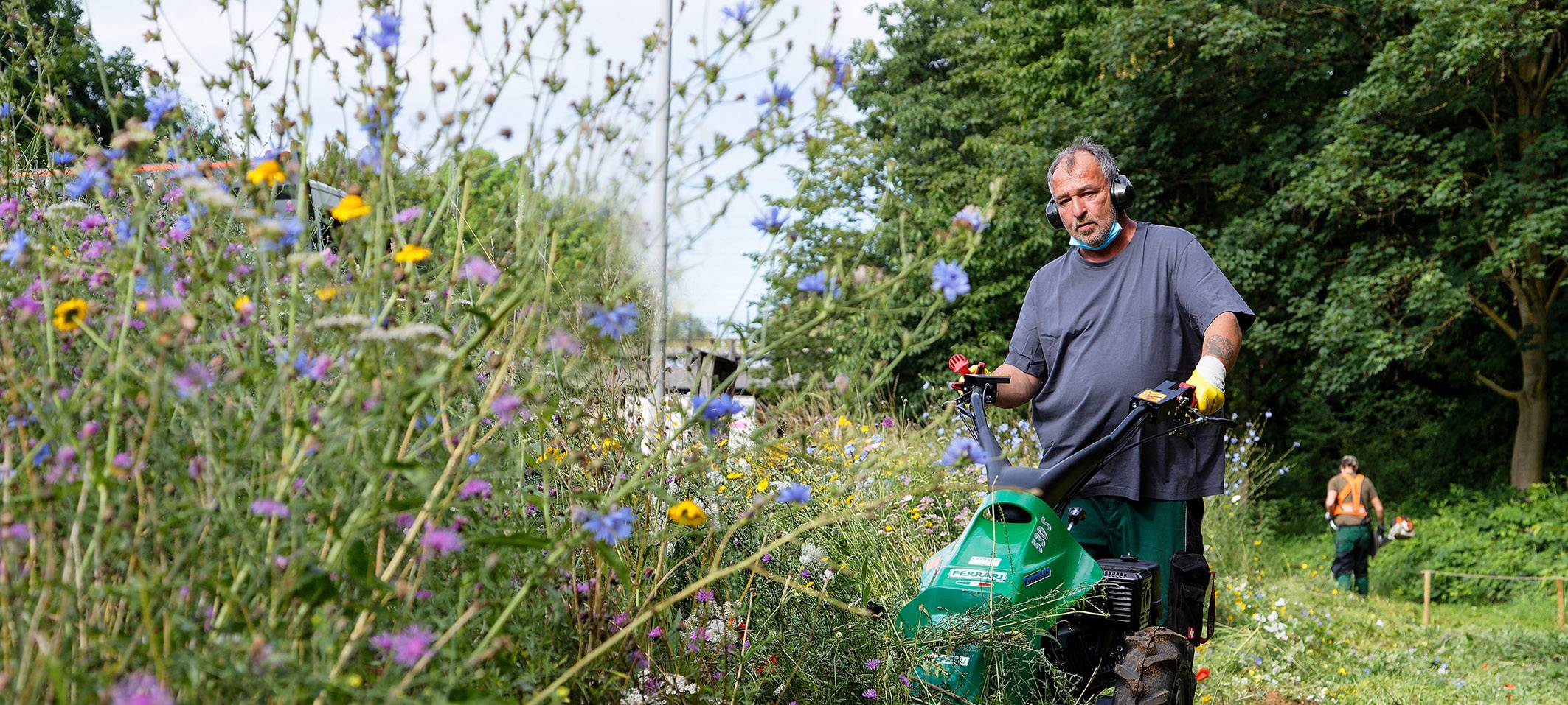 Wildblumen werden gemäht
