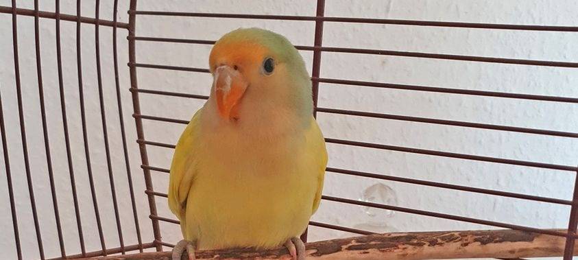 Polizei sucht Vogel-Besitzer